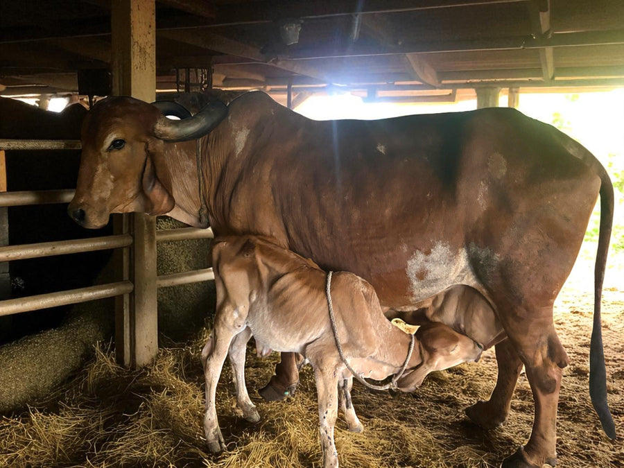 The Complete Guide to Gir Cows: India's Sacred A2 Milk Producers